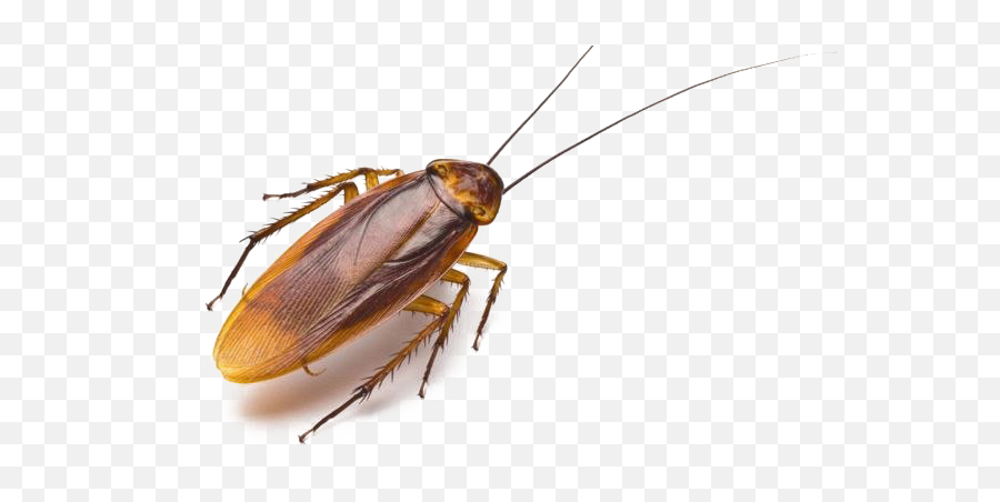 American Cockroach Png Image Background - Bugs With Names Meme Emoji,Cockaroch Emoji