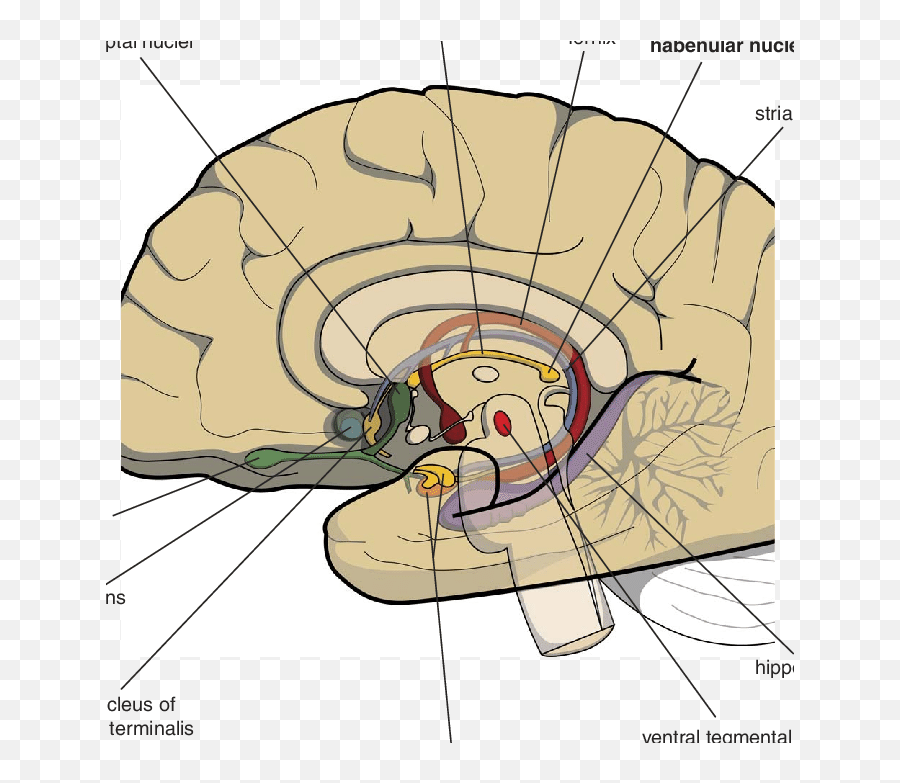 Mesial View - Dot Emoji,What Hemisphere Of The Brain Controls Emotion In Men