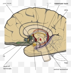 Mesial View - Dot Emoji,What Hemisphere Of The Brain Controls Emotion In Men
