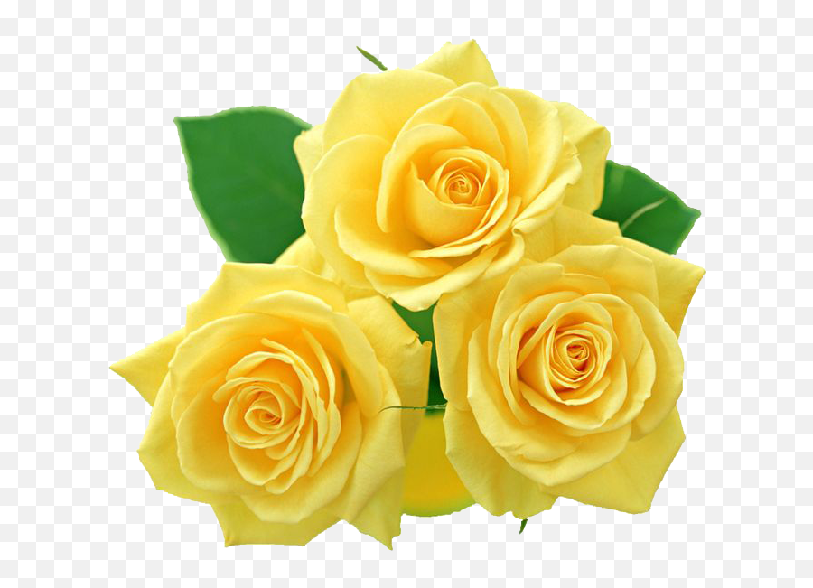 Yellow Roses Psd Official Psds - Yellow Roses Clip Art Emoji,Yellow Rose Emoji