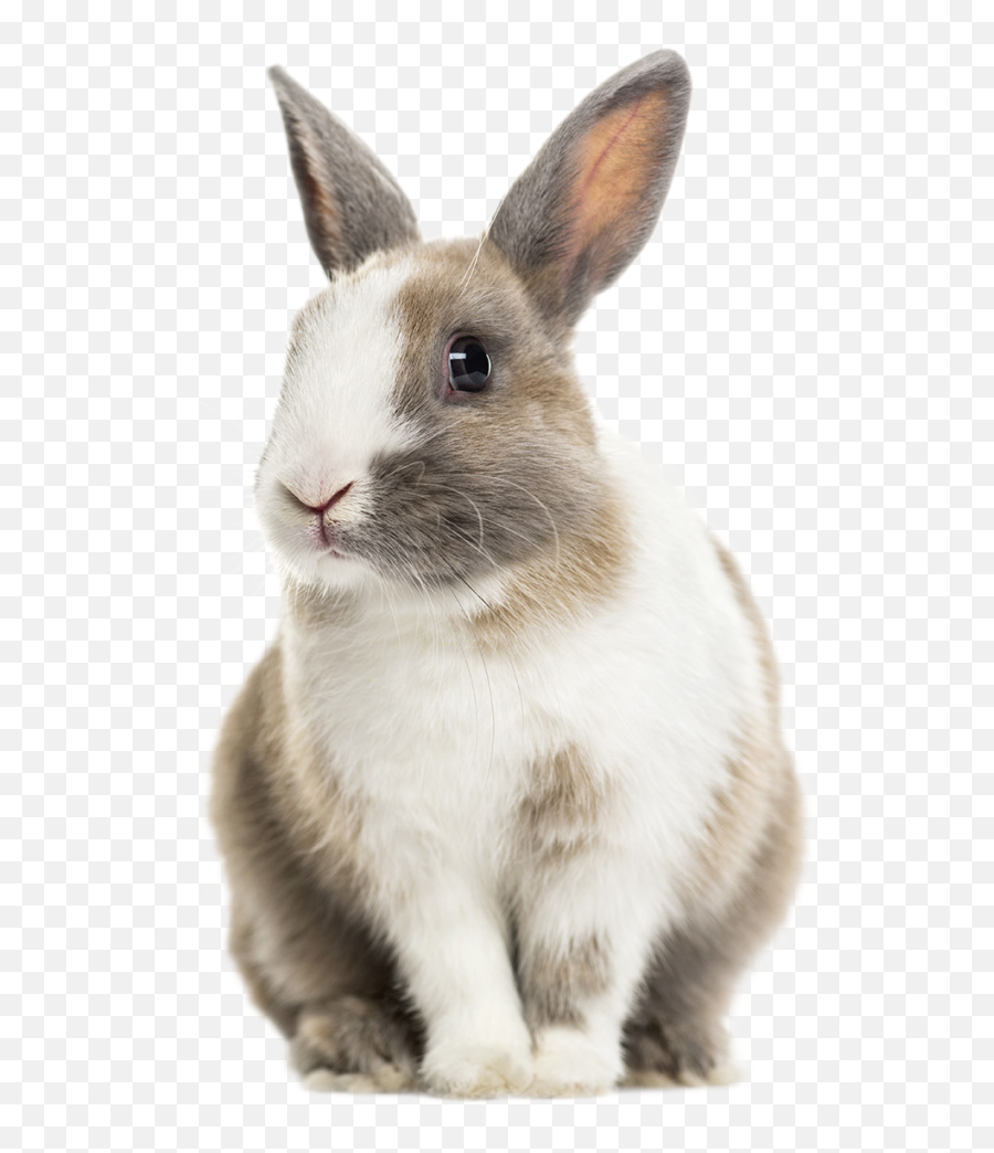 Snap Spay And Neuter Action Project San Diego Emoji,Children's Book Emojis Rabbit Heart Rabbit Moon