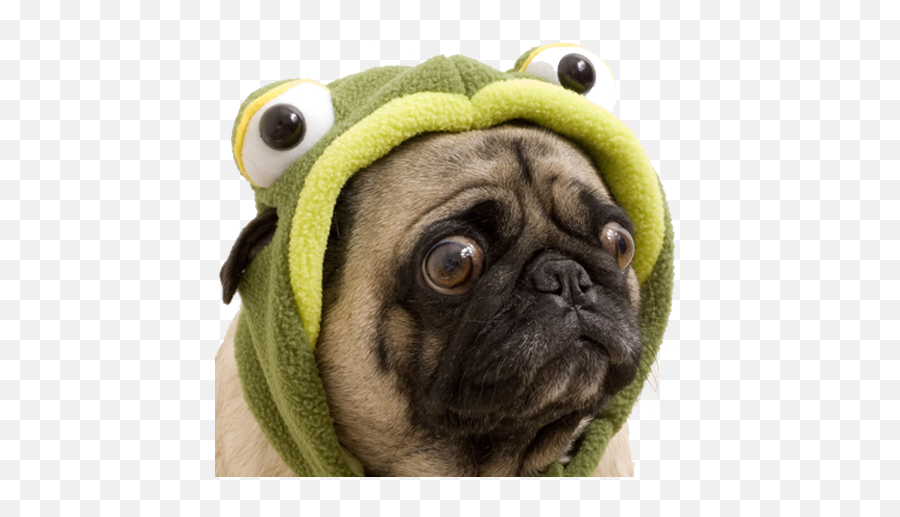 Download Join The Doghouse U0026 Enjoy Our Fabulous Emoji - Sad Sad Dog In Halloween Costume,Emoji Costumes