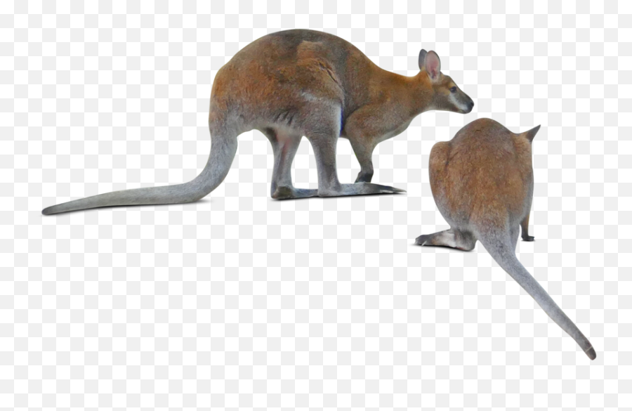 Animal Kangaroo Sticker - Eastern Grey Kangaroo Emoji,Kangaroo Emoji
