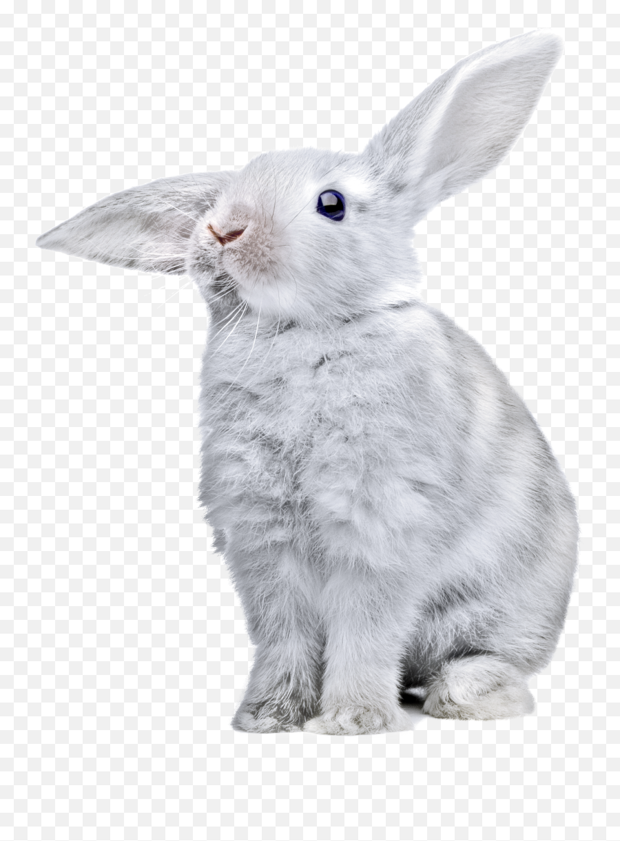 Rabbit Png Images Free Png Rabbit - Bunny Transparent Emoji,Rabbit Hole Emoji