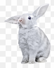 Rabbit Png Images Free Png Rabbit - Bunny Transparent Emoji,Rabbit Hole Emoji