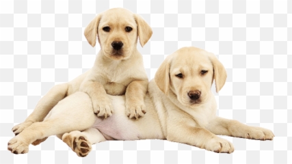 Top Retrievers Stickers For Android U0026 Ios Gfycat - Golden Labrador 9 Weeks Old Emoji,Cockroach Emoji