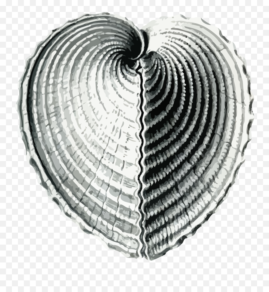 Shell Clipart Cockle Drawing Shell Cockle Drawing - Bivalve Drawing Emoji,Seashell Emoji