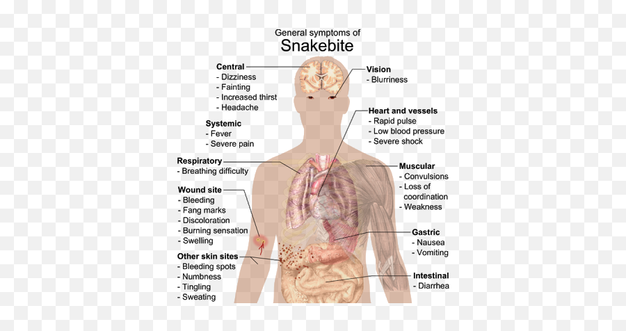 Science In Focus 2014 - 2015 Scouse Science Alliance Snake Bite Symptoms Emoji,Emotions Outline Wiki