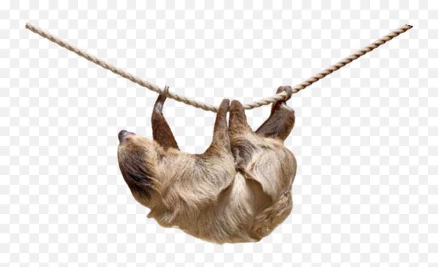 Sloth Png Resolution800x468 Transparent Png Image - Imgspng Two Toed Transparent Emoji,New Sloth Emojis