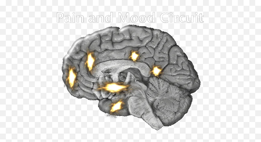 Shared Circuits - Areas Of The Brain Feel Pain Emoji,Emotion Circuit