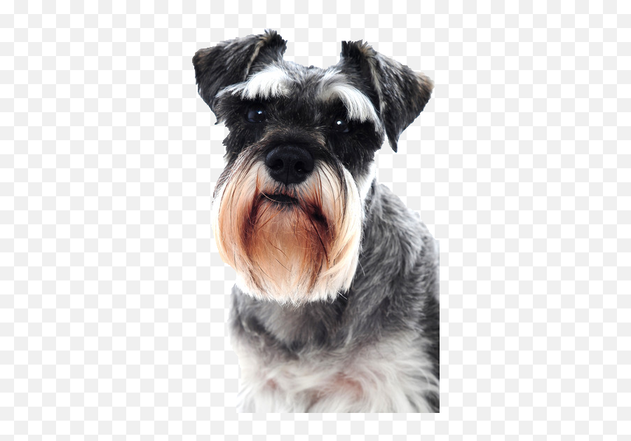 Keep Calm And Love Schnauzers Png Image - Hund Mit Schnauzer Emoji,Schnauzer Emoji