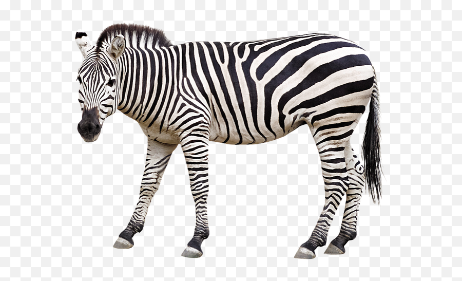 Letter C C - Baamboozle Zebra Transparent Background Emoji,How To Get Zebra Emojis