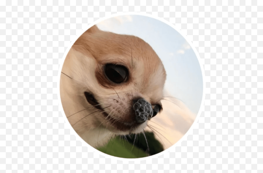 Wholesome Animals Stickers - Live Wa Stickers Harbor Seal Emoji,Wholesome Meme Emojis