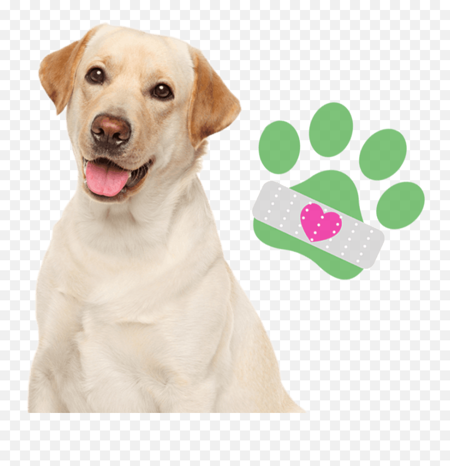 Animal Medical Center Kansas City Veterinarian Kansas City - Dog Breeds Australia Emoji,Labrador Retriever Happy Birthday Emoticon