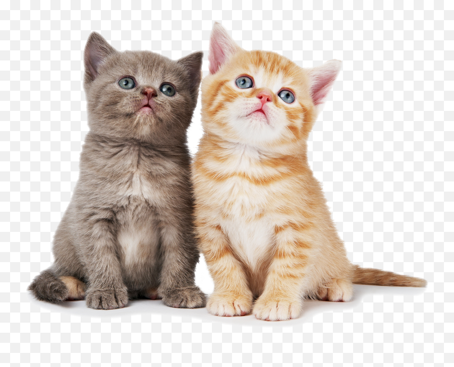 Download Shorthair Dog Ragdoll Cat - Cat White Background Png Emoji,Siamese Kitty Emoticon