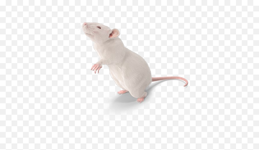 Rat Transparent Png Arts Emoji,Rat Emojis