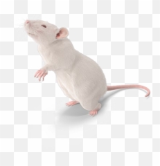 Rat Transparent Png Arts Emoji,Rat Emojis