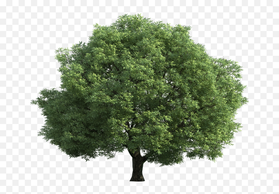 Black Walnut Tree Png U0026 Free Black Walnut Treepng - Transparent Background Green Trees Png Emoji,Walnut Emoji