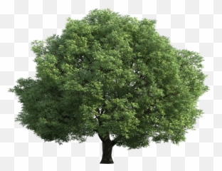 Black Walnut Tree Png U0026 Free Black Walnut Treepng - Transparent Background Green Trees Png Emoji,Walnut Emoji