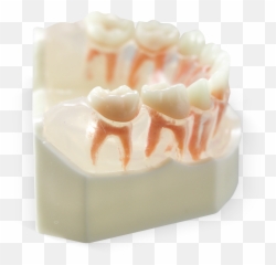 Acadental - Dental Study Model Primary Teeth Emoji,Meaning Of Tooth 32 And Emotions