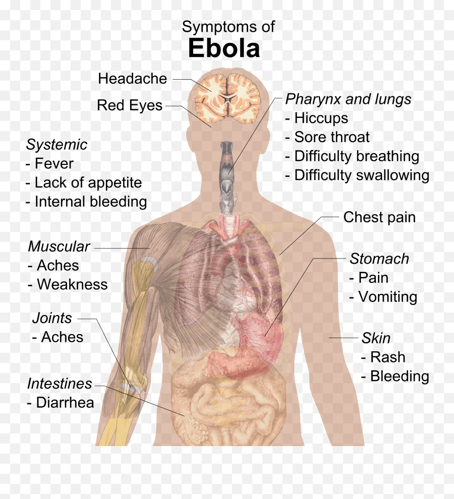 Ebola In Texas - Artisinformation Body Systems Does Ebola Affect Emoji,Sore Throat Emoji