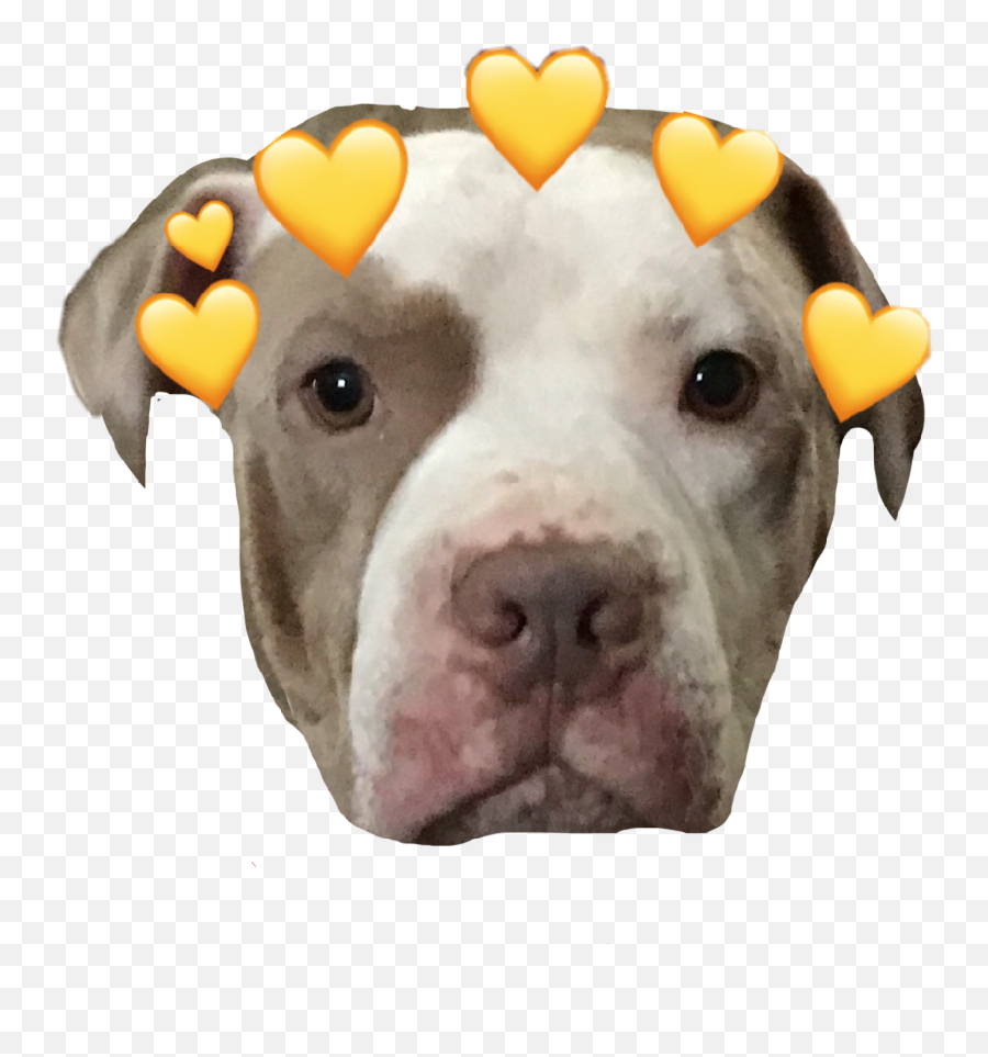 Sweet Baby Boi Rocky - Pit Bull Emoji,Emoji Of Pitbull