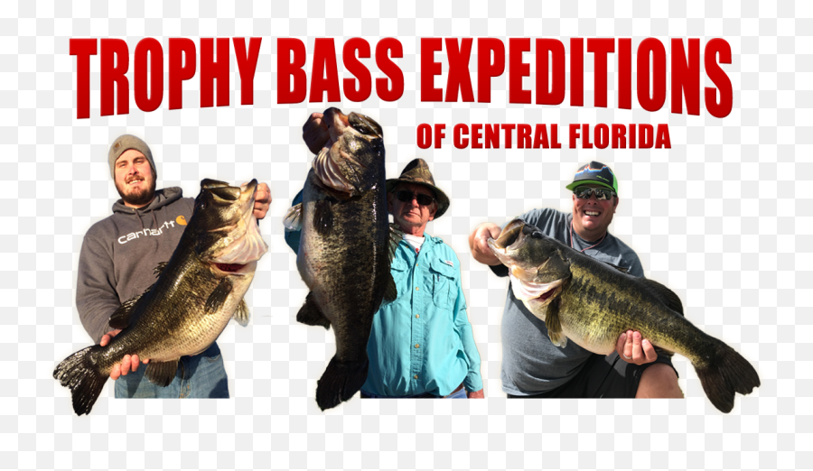 Trophy Bass Expeditions Of Central - Florida Bass Fishing Guides Emoji,Emoji Pond Florida