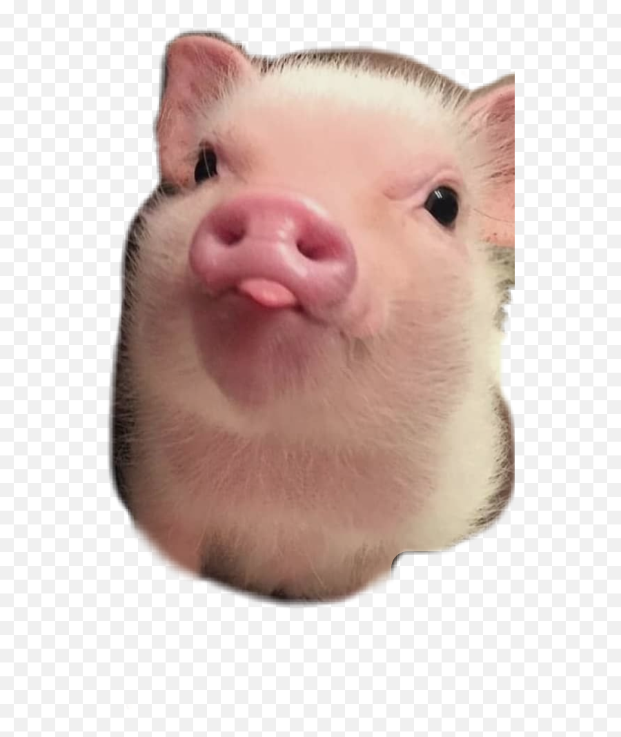 The Most Edited Cerdito Picsart - Ugly Emoji,Pig Kawaii Emoticon