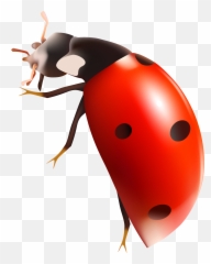 Ladybug Png Clipart Hq Png Image Emoji,What Is The Termite, Ladybug Emoticon