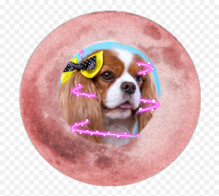 Theodora Sticker - Dog Supply Emoji,Cavalier King Charles Spaniel Sticker Emoji