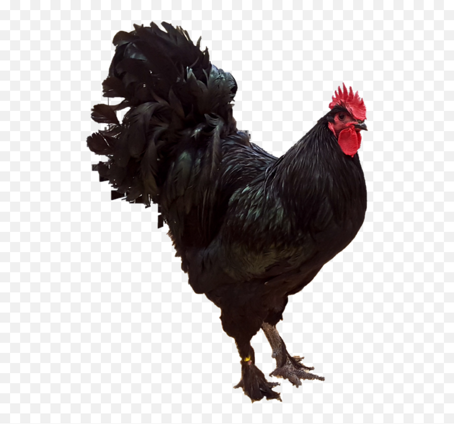 Langshan Chicken - Breed Profile Backyard Poultry Langshan Chicken Emoji,Facebook Emotions Chickens