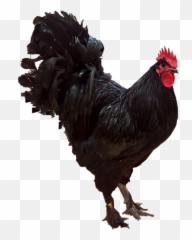 Langshan Chicken - Breed Profile Backyard Poultry Langshan Chicken Emoji,Facebook Emotions Chickens