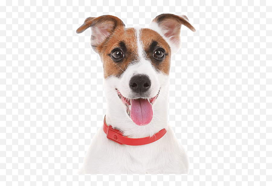 Jack Russell Terrier Puppies For Sale - Adoptapetcom Transparent Jack Russell Png Hd Emoji,Dog With So Emotion In Eyes