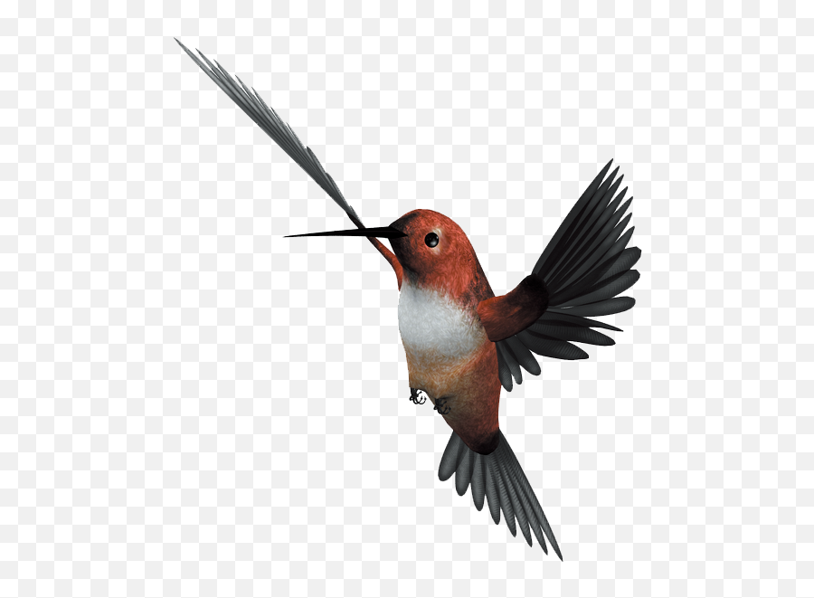 Hummingbird Flight Parrot - Flying Bird Png Download 1042 Emoji,Bird Flying Emoji