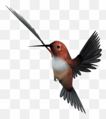 Hummingbird Flight Parrot - Flying Bird Png Download 1042 Emoji,Bird Flying Emoji