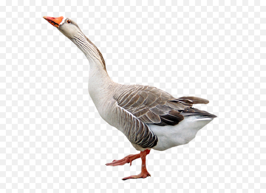 To - Goose Transparent Background Emoji,Silly Goose Emoji