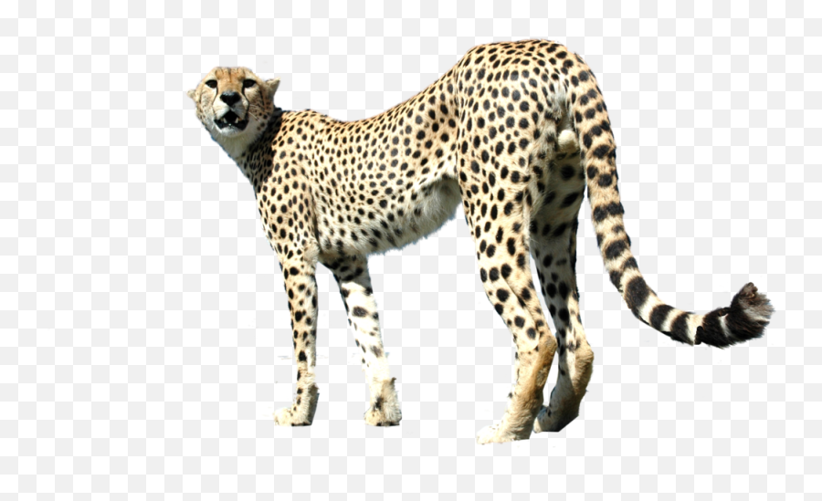 Cheetah - Facts About Maltese Cheetahs Emoji,Cheetah Emoji
