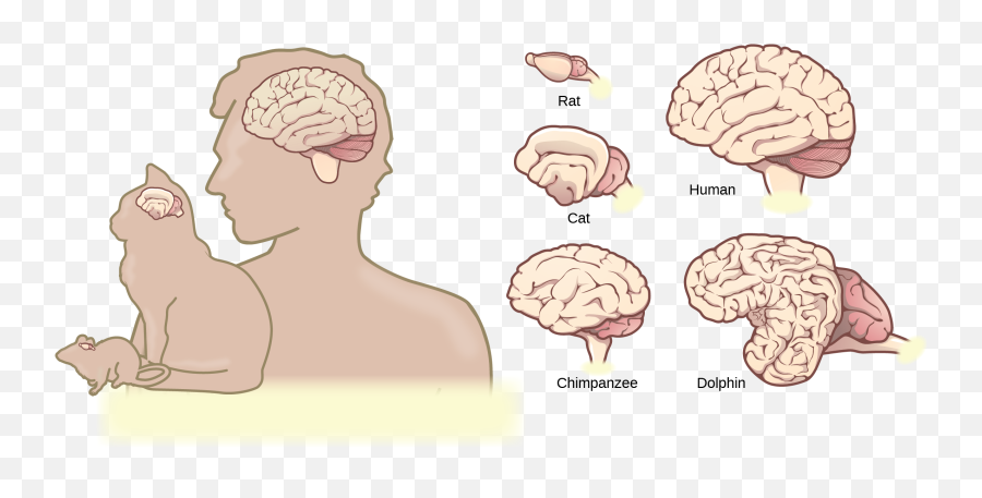 The Central Nervous System Openstax Biology 2e - Primates And Non Primates Emoji,Part Of Brain For Emotion