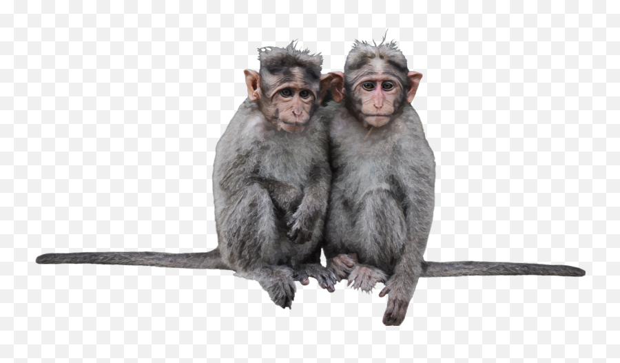 Monkeys Cute Sticker By - Macaque Emoji,Do Chimps Have Emotions Do Chimps Create And Use Tools