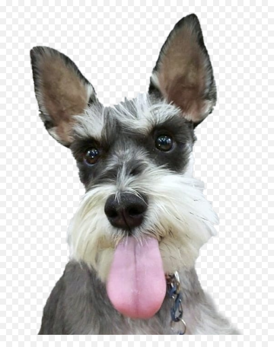 Trending - Vulnerable Native Breeds Emoji,Schnauzer Emoji