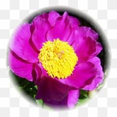 May 2009 U2013 Daily Encouragement - Common Peony Emoji,Tumblr Emoticon Face Flowre