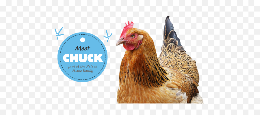 Chicken Care U0026 Health Advice Pets At Home - Comb Emoji,Facebook Emotions Chickens