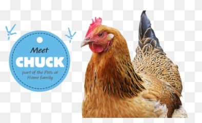 Chicken Care U0026 Health Advice Pets At Home - Comb Emoji,Facebook Emotions Chickens