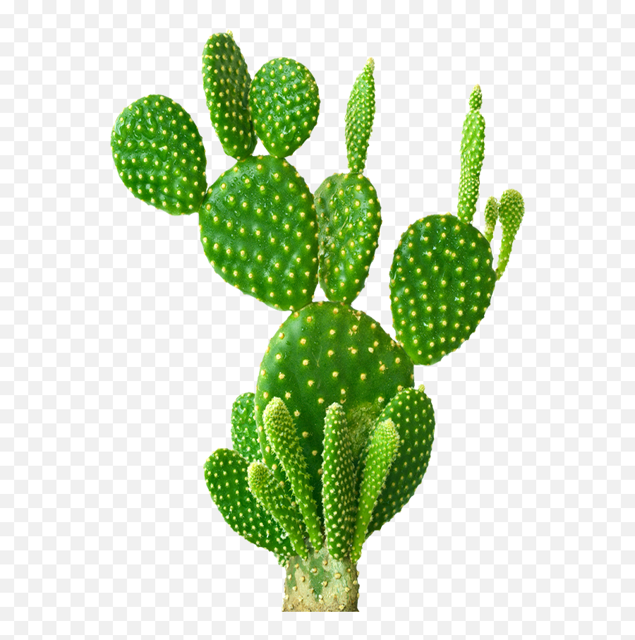 Cactus - Ayurvedic Piles Tablets Ingredients Emoji,Prickly Pear Emoticon To Copy And Paste