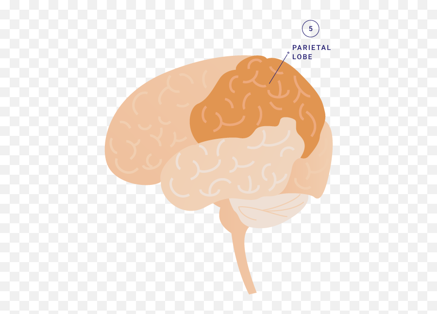 Talk The Tot Brain Components U2013 Children Now - Curly Emoji,Part Of The Brain For Emotions