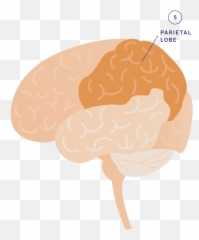 Talk The Tot Brain Components U2013 Children Now - Curly Emoji,Part Of The Brain For Emotions