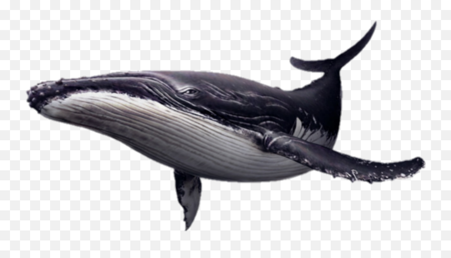 The Coolest Whale Stickers - Humpback Whale Png Emoji,Internet Whale Emoticon