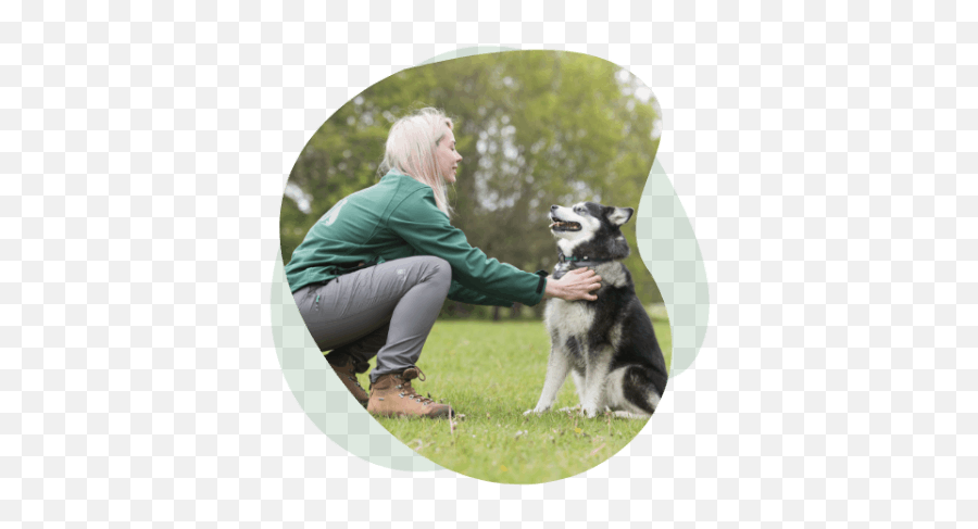 Dog Training And Boarding School Near Me One To One Trainers Emoji,Baf Dog Emojis