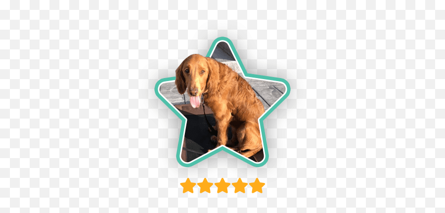 Aggressive Dog Training Columbus Ohio Marcum K9 Emoji,Reading Dog Emotions