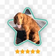Aggressive Dog Training Columbus Ohio Marcum K9 Emoji,Reading Dog Emotions